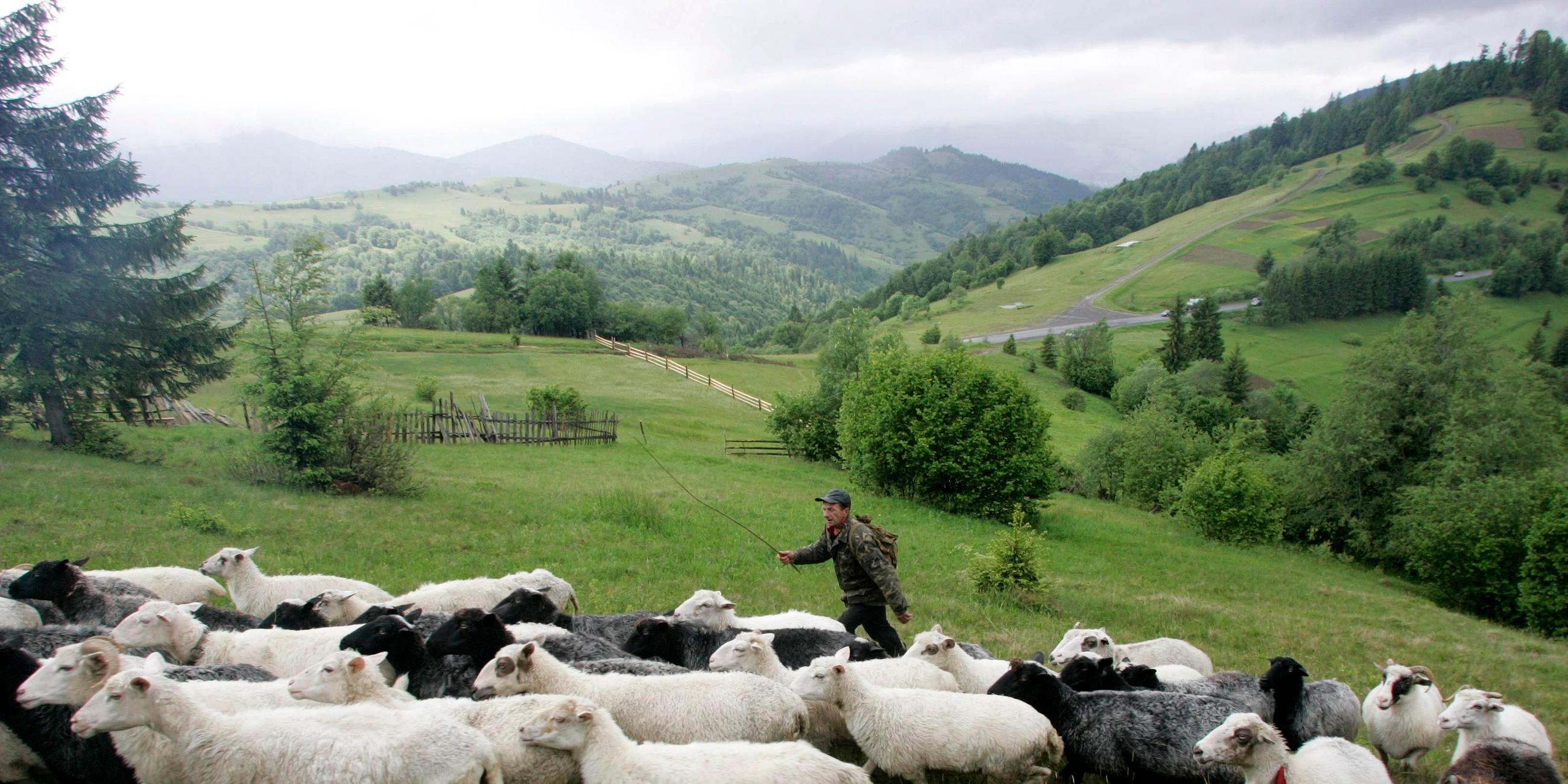 Ein ukrainischer Schäfer in den Karpaten