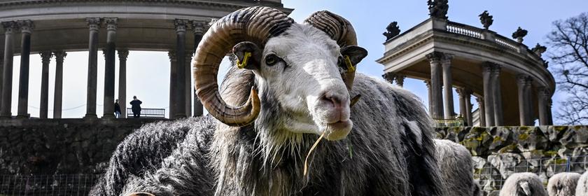 Schafe weiden im Park Sanssouci