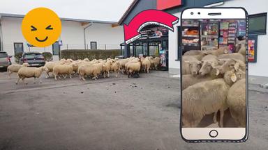Schafe laufen in einen Supermarkt rein.