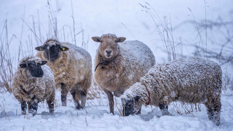 Eiskalt? Kein Problem! Zum Glück haben Schafe ein dickes Fell: Trotz eisiger Kälte suchen sie Futter auf einer verschneiten Weide bei Hattingen in Nordrhein-Westfalen.
