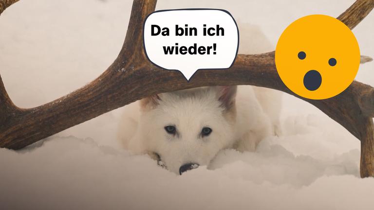 Schattenwolf mit Sprechblase : Da bin ich wieder!, daneben erstauntes Emoji