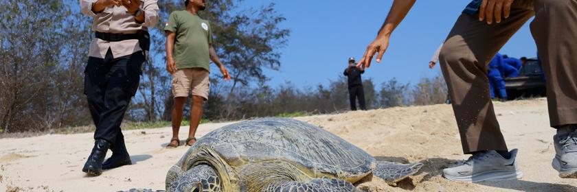 Schildkröte wird am Strand freigelassen