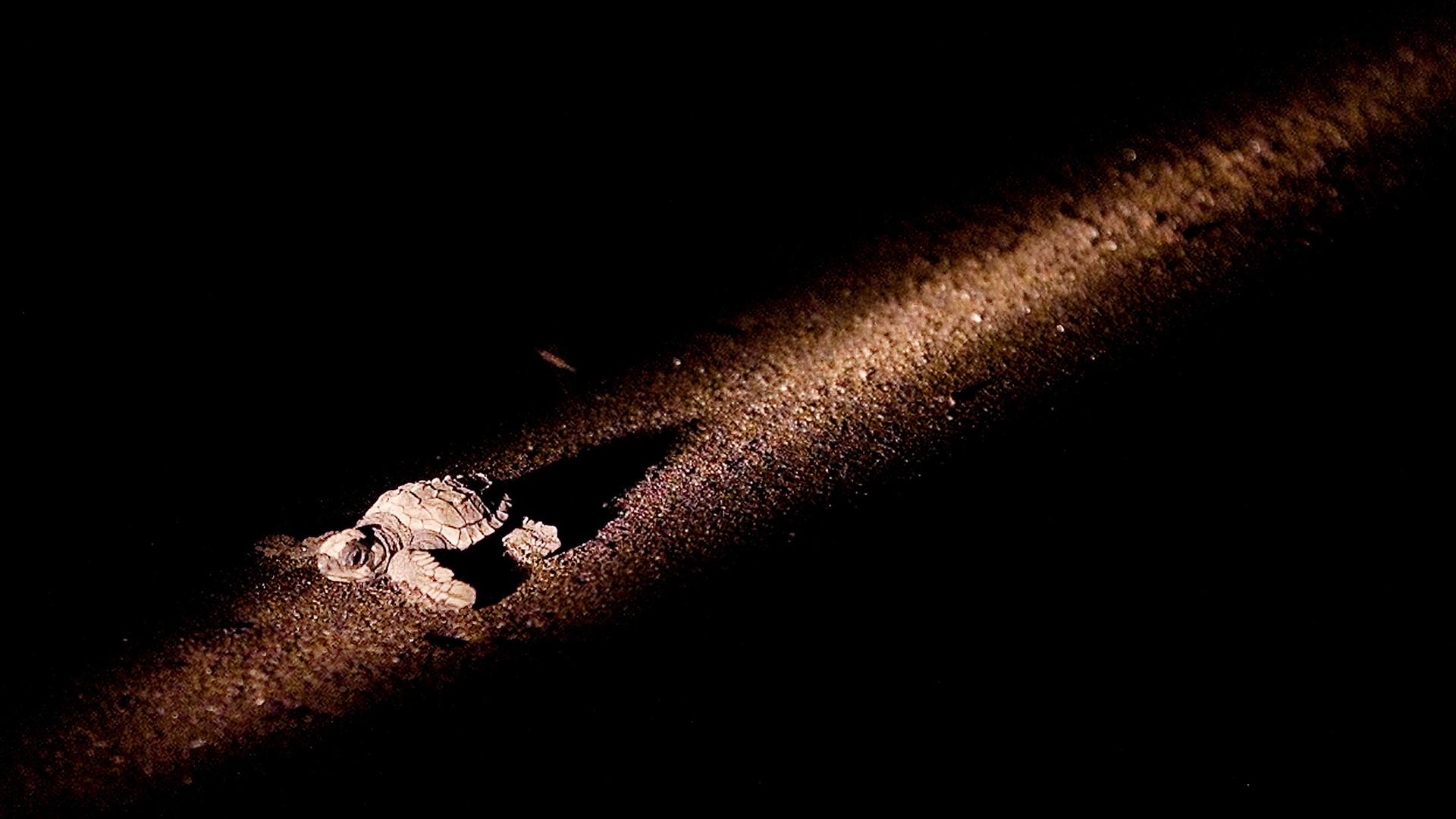 Eine kleine Schildkröte