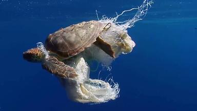 Schildkröte in Plastik gewickelt