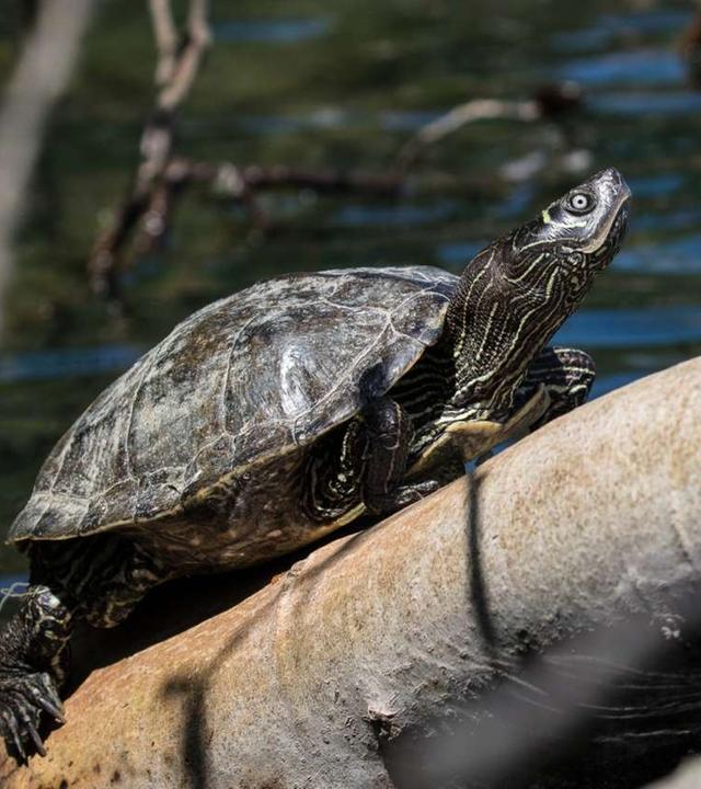 Schildkröte aus Nordamerika breitet sich in Deutschland aus