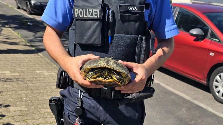 Frankfurt am Main: Eine Polizeibeamter hält eine Schildkröte in den Händen.
