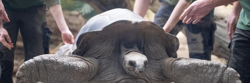 Gewogen wird eine Aldabra-Riesenschildkröte, eine der größten Schildkrötenarten der Welt.