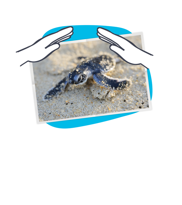 Schildkrötenbaby im Sand, darüber eine Grafik von zwei Händen die über die Schildkröte gehalten werden.