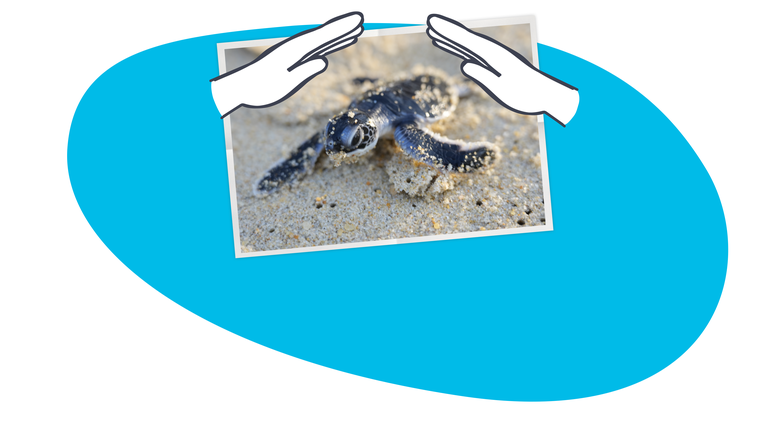 Schildkrötenbaby im Sand, darüber eine Grafik von zwei Händen die über die Schildkröte gehalten werden.