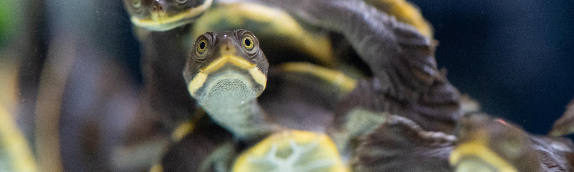 Zwei kleine Schildkröten schwimmen durch das Wasser.