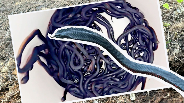 Sehr, sehr viele Schlangen in einem Eimer, im Hintergrund Laub und eine einzelne Schlange.