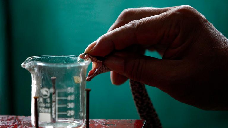 Schlangengift-Melker