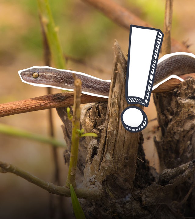 Schlangen in Kenia Grafik