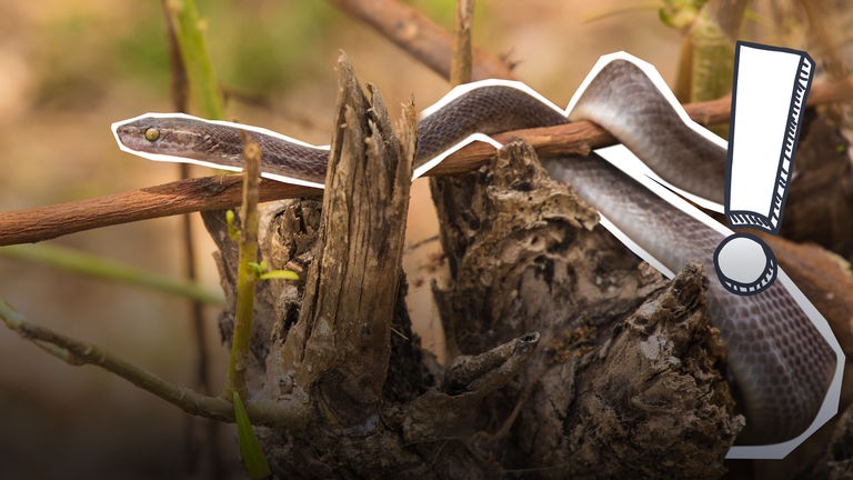 Schlangen in Kenia Grafik