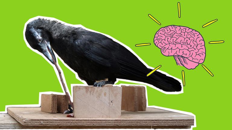 Eine Krähe benutzt einen Stock als Werkzeug, dazu eine Grafik von einem Gehirn.