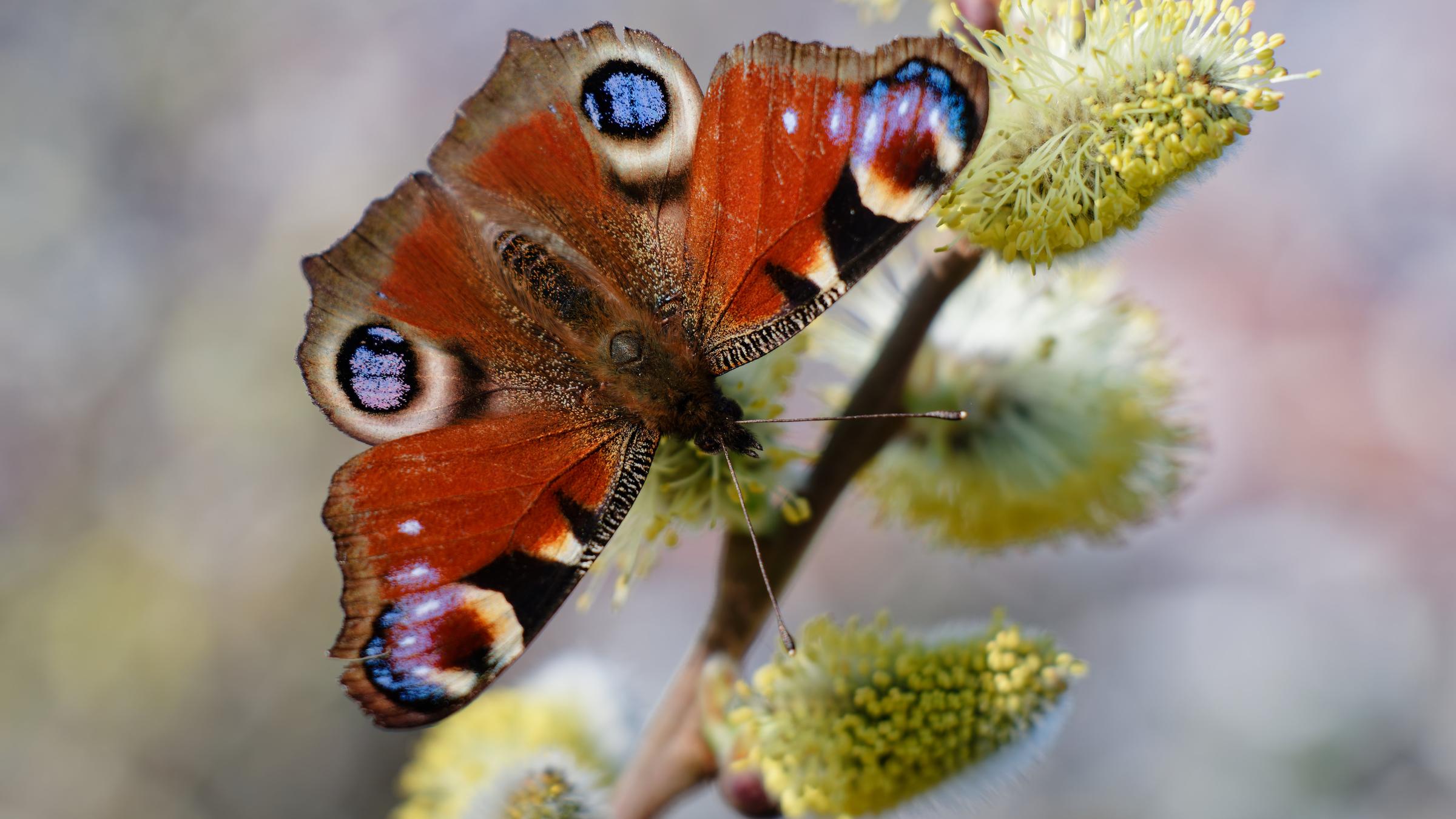 Schmetterlign Tagpfauenauge in Baden-Würrtemberg