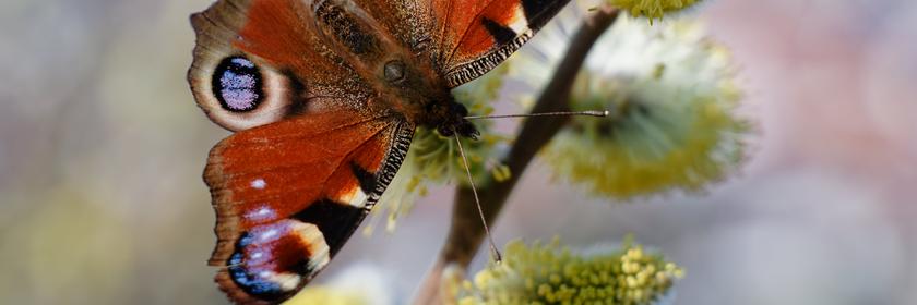 Schmetterlign Tagpfauenauge in Baden-Würrtemberg