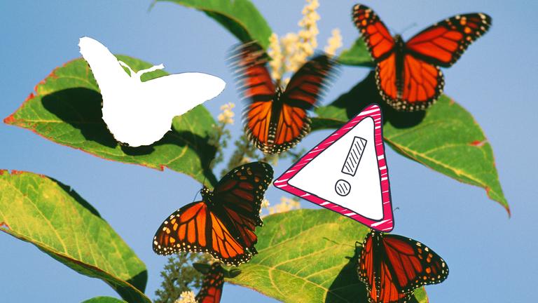 Schmetterlinge USA