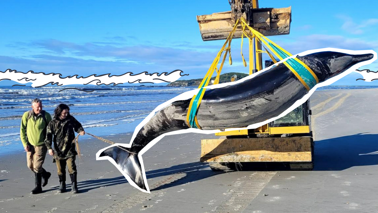 Angespülter Schnabelwal am Strand in Neuseeland 