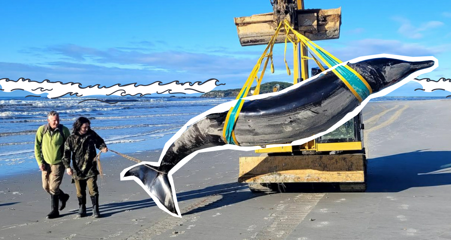 Angespülter Schnabelwal am Strand in Neuseeland 