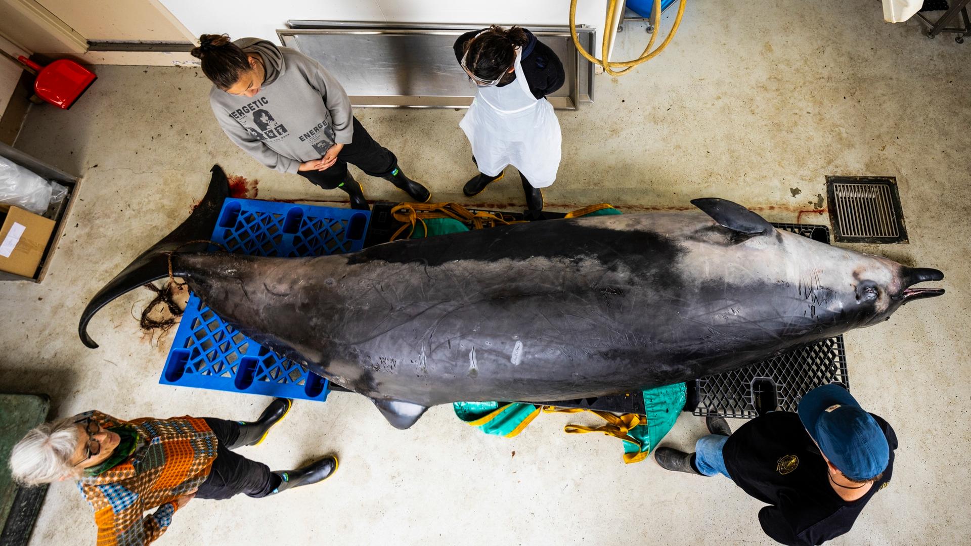 Angeschwemmter Schnabelwal in Neuseeland 