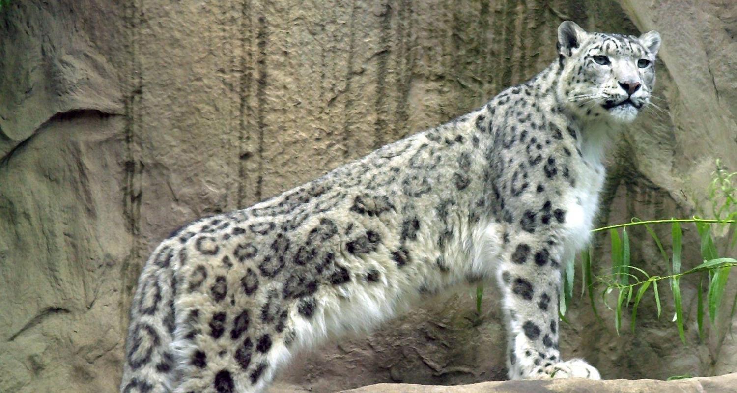 Ein Schneeleopard 