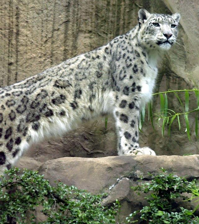 Ein Schneeleopard 