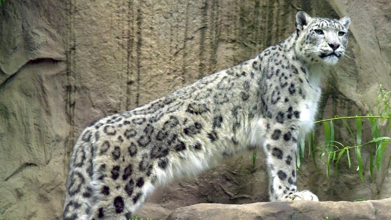 Ein Schneeleopard 