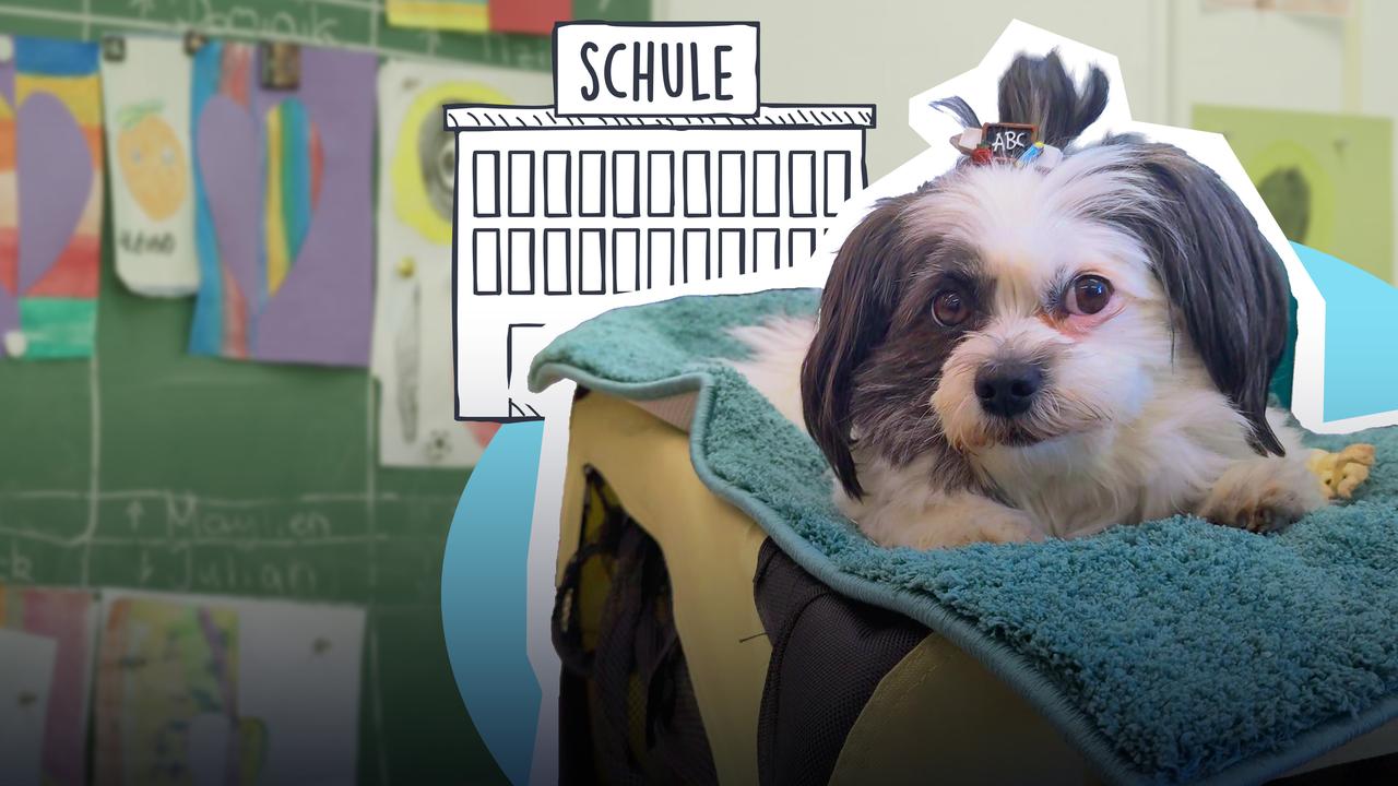 Schule mit Hund: Feeli hilft nicht nur beim Lernen - logo!
