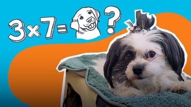 Ein kleiner grau-weißer Hund mit Schleifchen auf dem Kopf liegt auf einer Decke und schaut aufmerksam in die Kamera. Im Hintergrund ist in Doodle-Schrift eine Rechenaufgabe zu sehen: 3x7=Hund und dahinter ein Fragezeichen. 