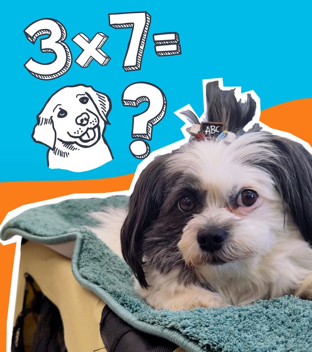 Ein kleiner grau-weißer Hund mit Schleifchen auf dem Kopf liegt auf einer Decke und schaut aufmerksam in die Kamera. Im Hintergrund ist in Doodle-Schrift eine Rechenaufgabe zu sehen: 3x7=Hund und dahinter ein Fragezeichen. 
