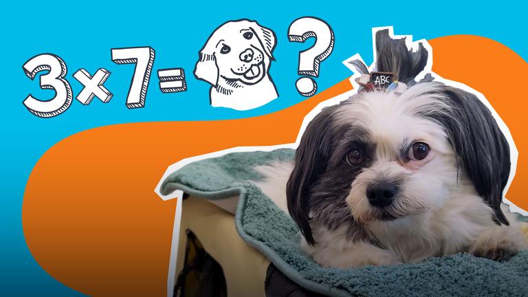 Ein kleiner grau-weißer Hund mit Schleifchen auf dem Kopf liegt auf einer Decke und schaut aufmerksam in die Kamera. Im Hintergrund ist in Doodle-Schrift eine Rechenaufgabe zu sehen: 3x7=Hund und dahinter ein Fragezeichen. 