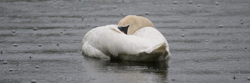 Schwan versteckt seinen Schnabel im Gefieder auf Schäfersee in Berlin