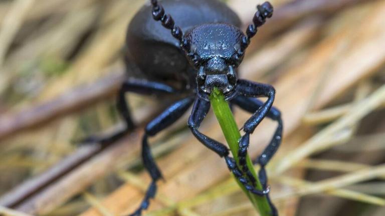 Schwarzblauer Ölkäfer: Drei Zentimeter groß und schwarzblau schimmernd – aber nur anschauen, nicht anfassen! Fühlt er sich bedroht, kann er Gift verspritzen, das auf der Haut ziemlich brennt.