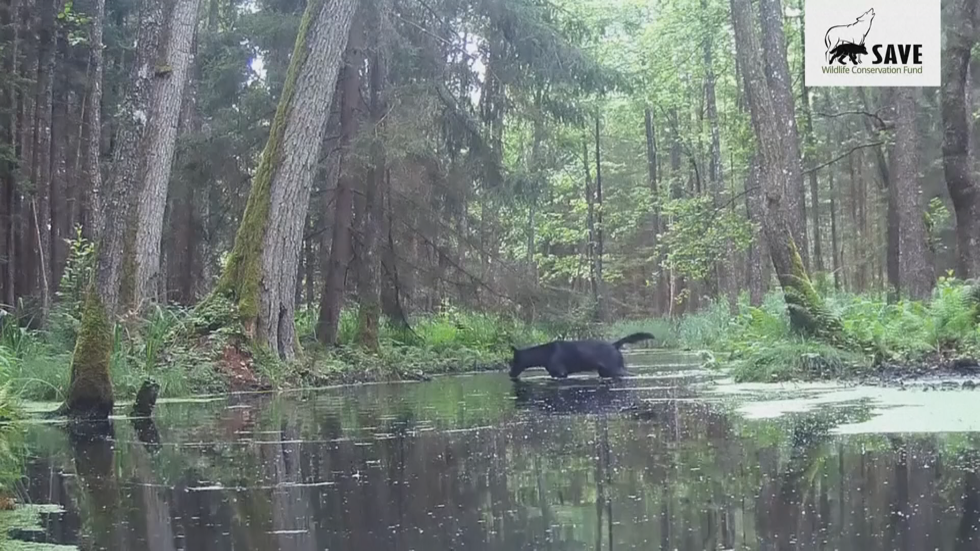Wildtierkamera-Aufnahme: Gewässer im Wald, darin steht ein schwarzer Wolf