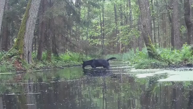 Wildtierkamera-Aufnahme: Gewässer im Wald, darin steht ein schwarzer Wolf