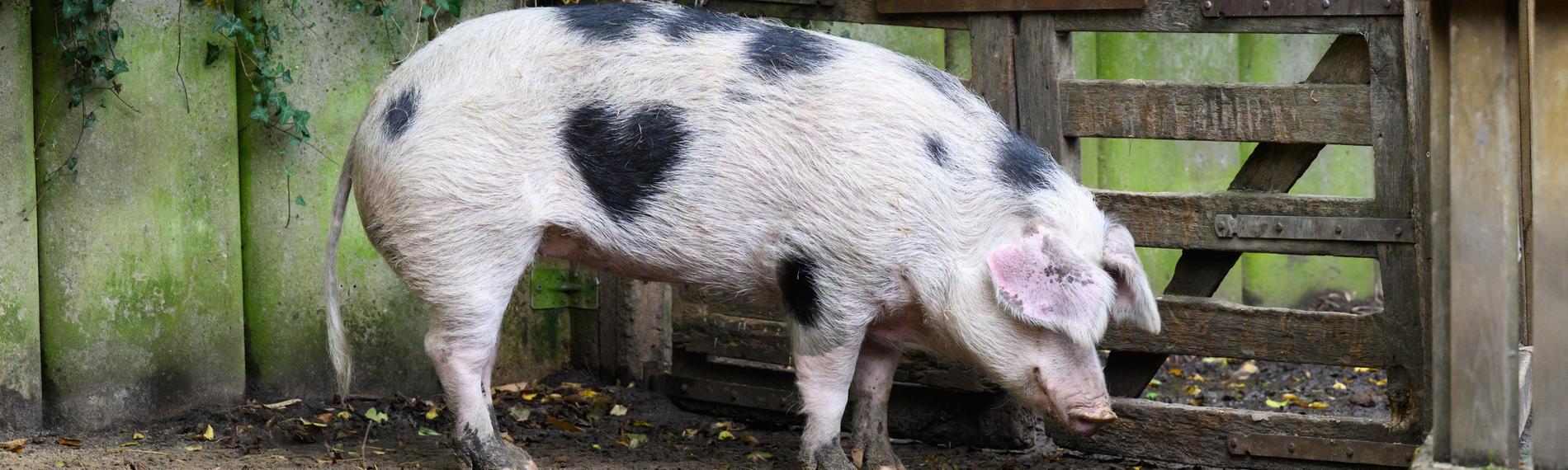 Schwein mit Herz