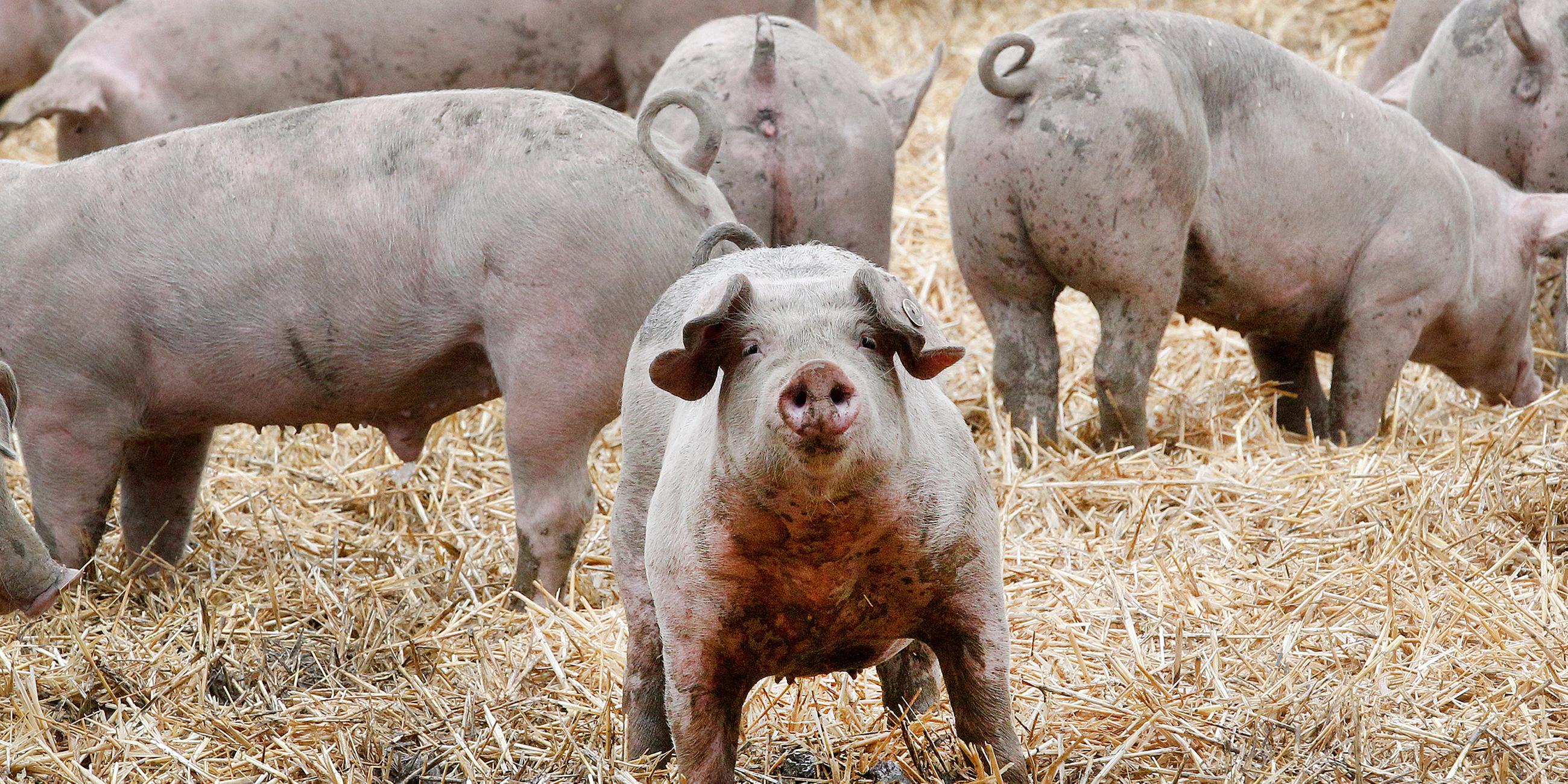 Schweine im Stroh