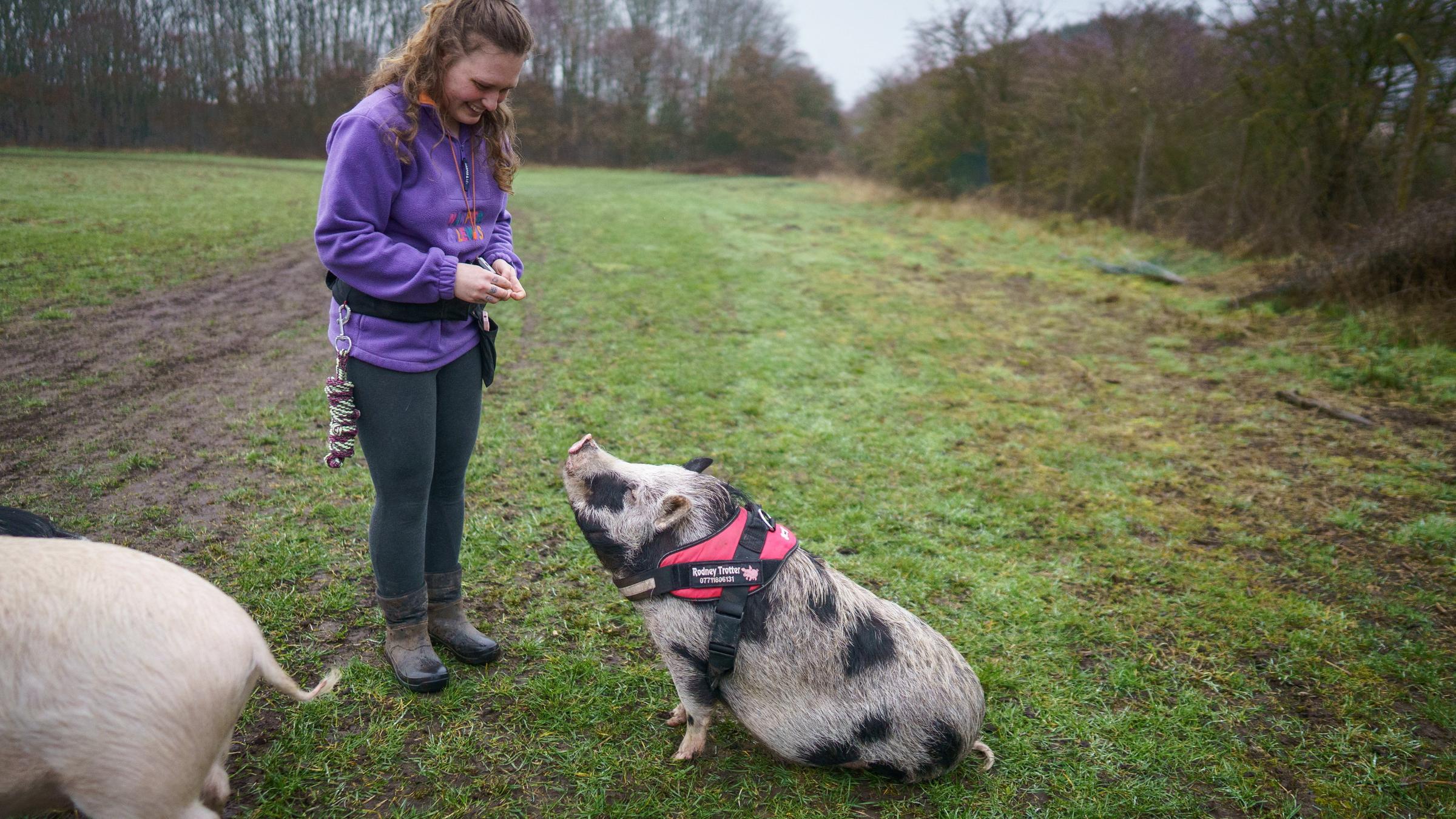 Schwein in England macht Sitz