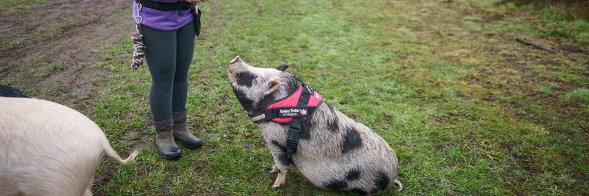 Schwein in England macht Sitz