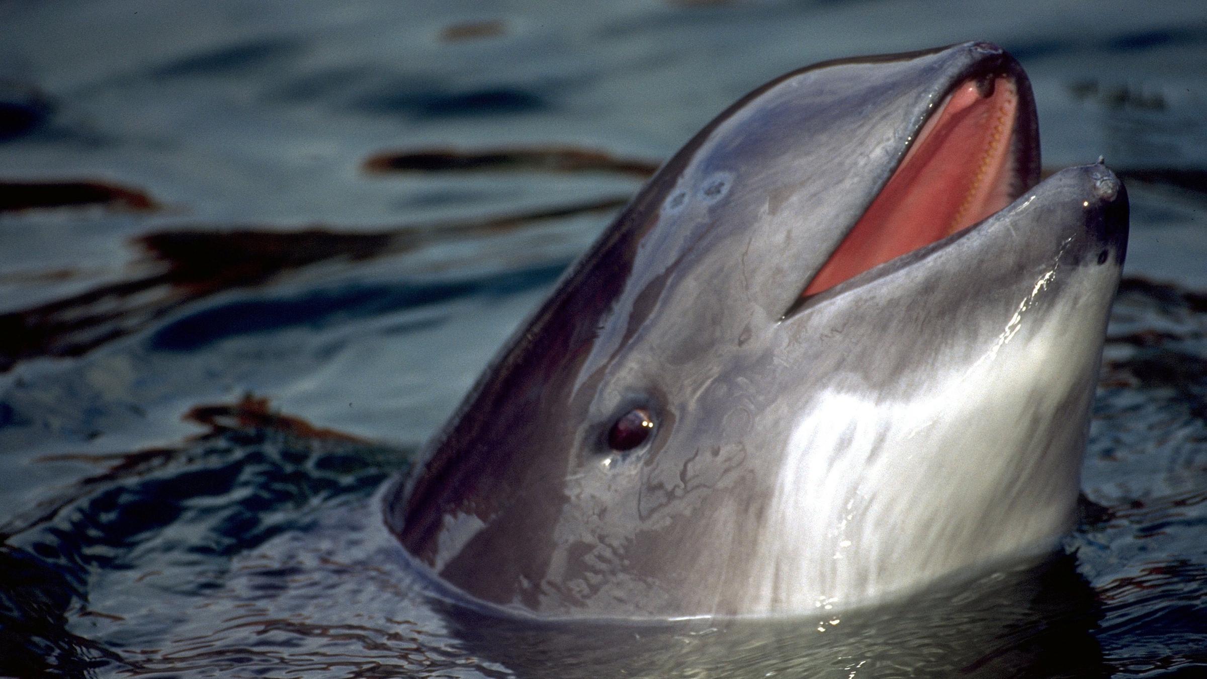 Das Foto zeigt einen Schweinswal, der gerade aufgetaucht ist 