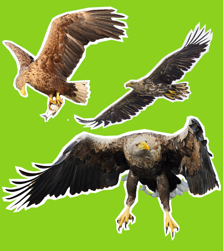 Seeadler in Deutschland