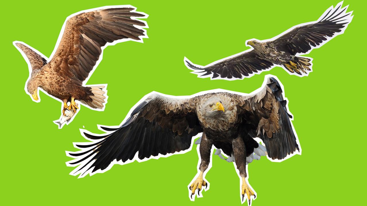 Seeadler in Deutschland