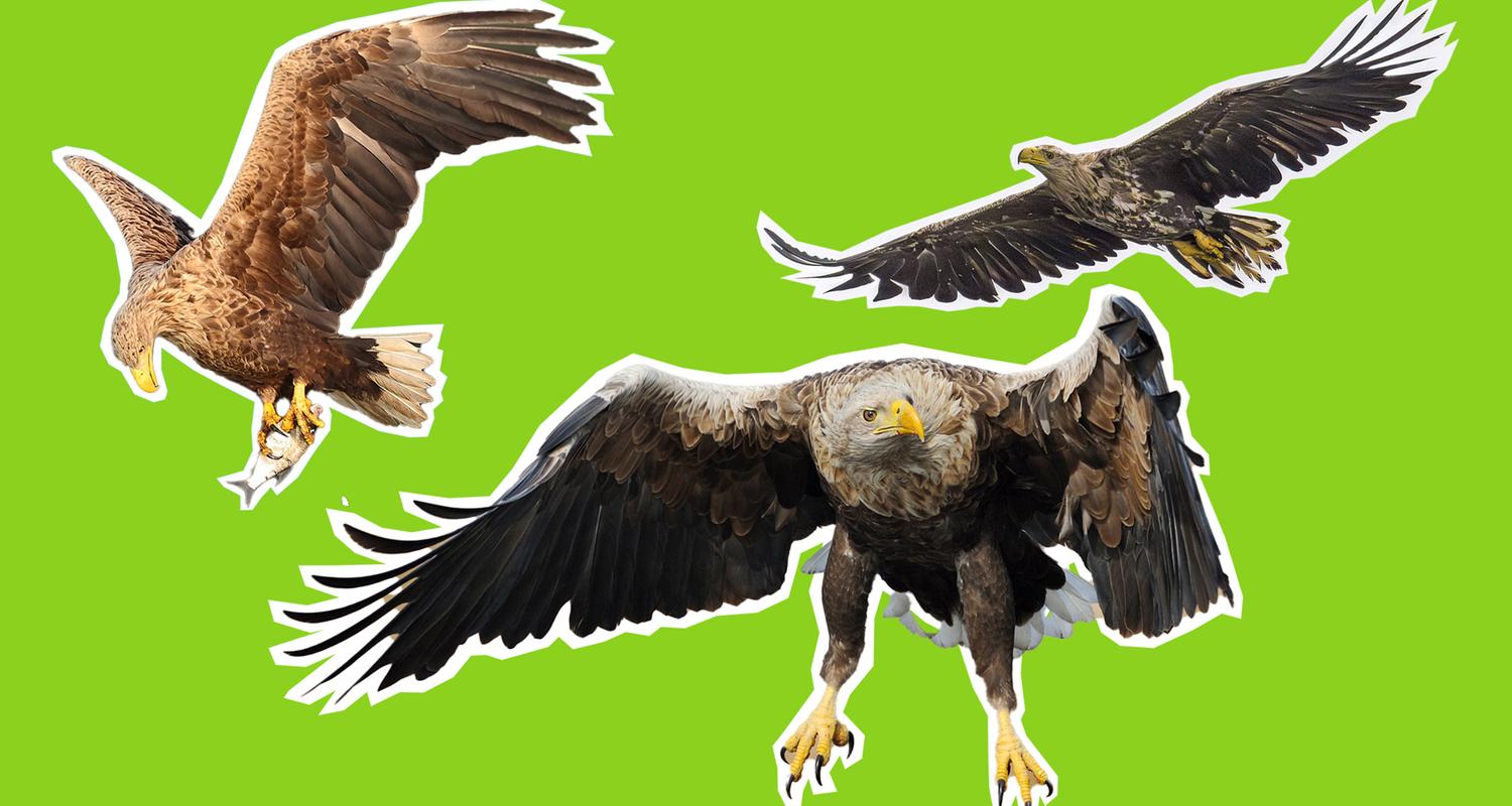 Seeadler in Deutschland