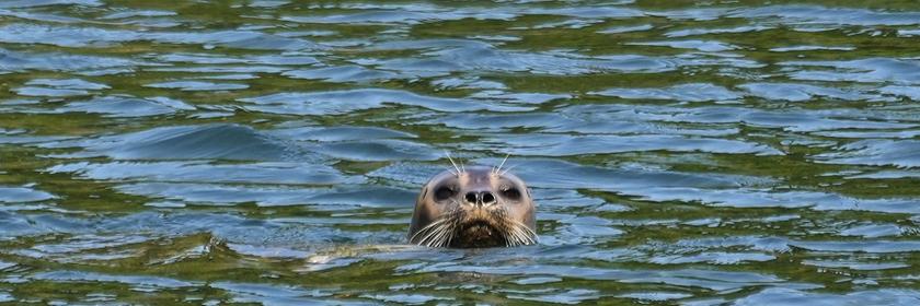 Seehund hebt Kopf aus dem Wasser.