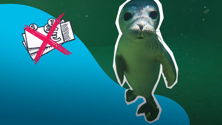 Seehundehilfe steht vor dem Aus