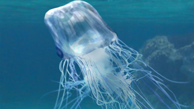 Eine würfelförmige, weißlich-durchsichtig schimmernde Qualle mit langen Tentakeln treibt durchs Wasser. 