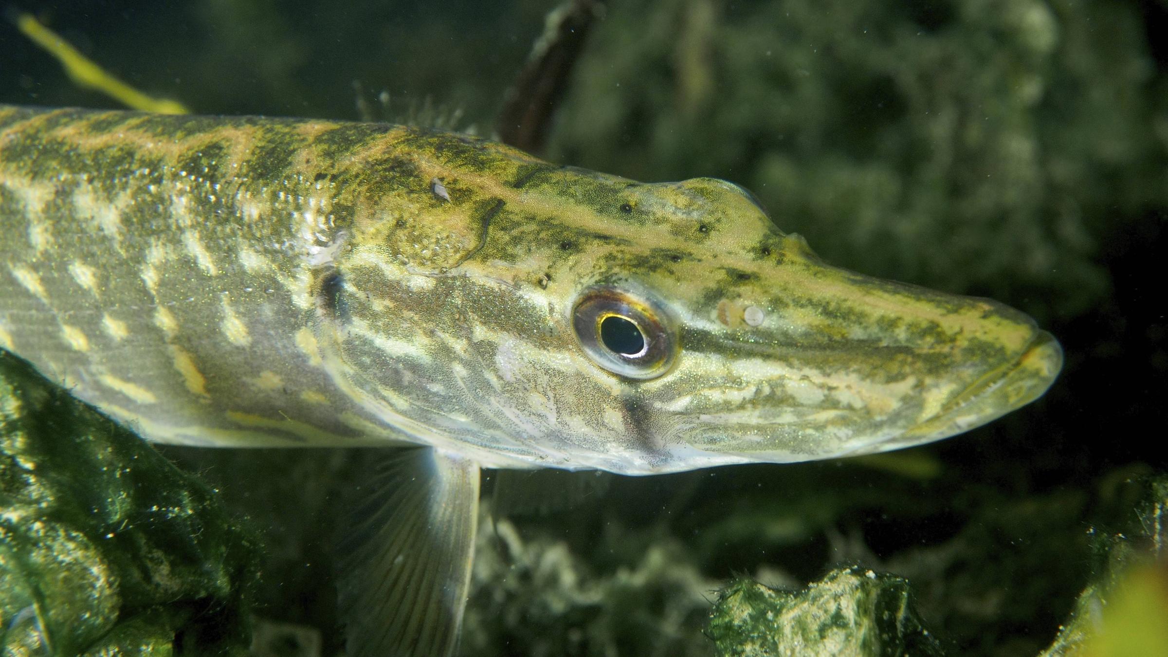 Ein Hecht im Wasser.