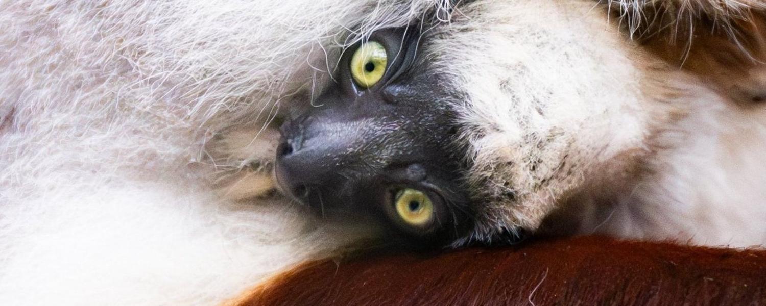 Junges Coquerel-Sifaka klammert sich an der Mutter