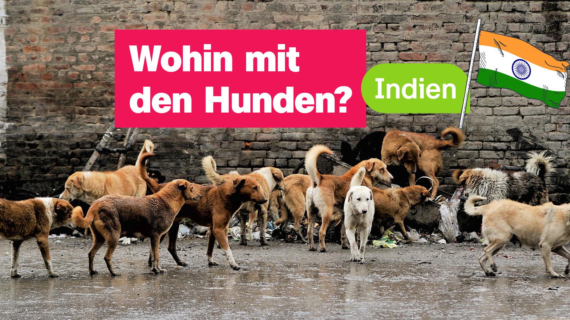 Viele Straßenhunde an einer Straßenecke. Mittig eine Grafik der indischen Flagge und der Text: "Indien. Wohin mit den Hunden?"